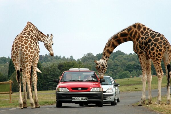 Giraffen von Menschen und Maschinen studieren