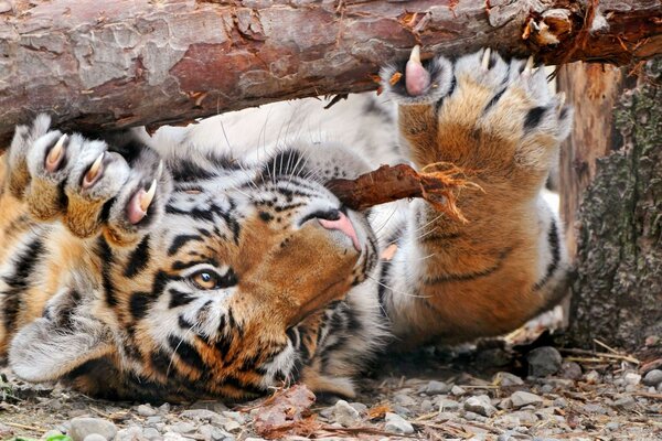 The tiger is lying on its back under a log