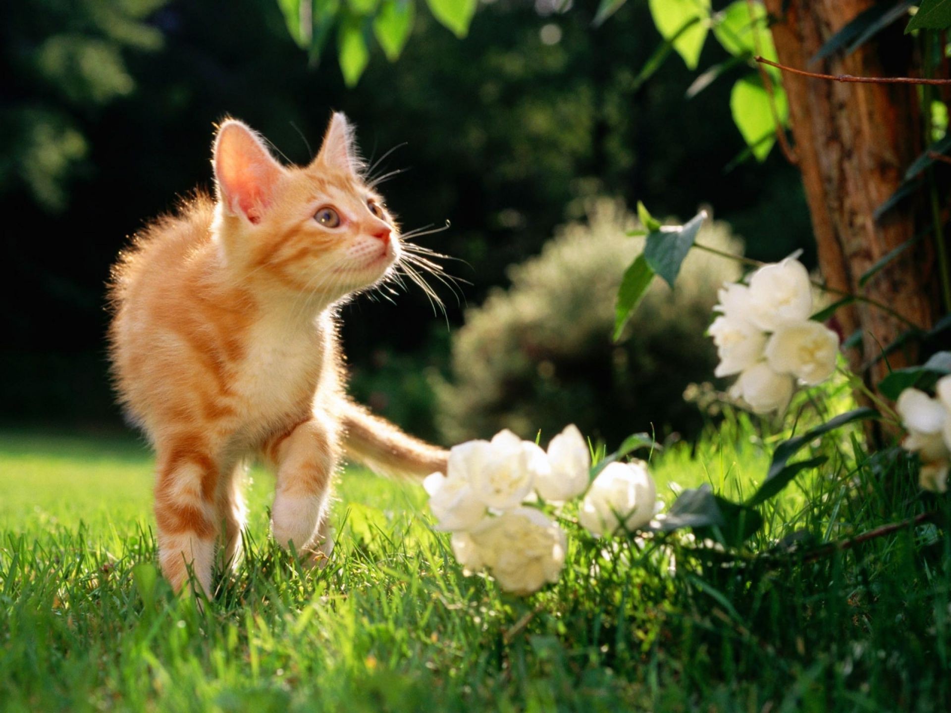 chats herbe nature animal mignon mammifère chat jardin animal de compagnie petit portrait fourrure jeune enfant été à l extérieur