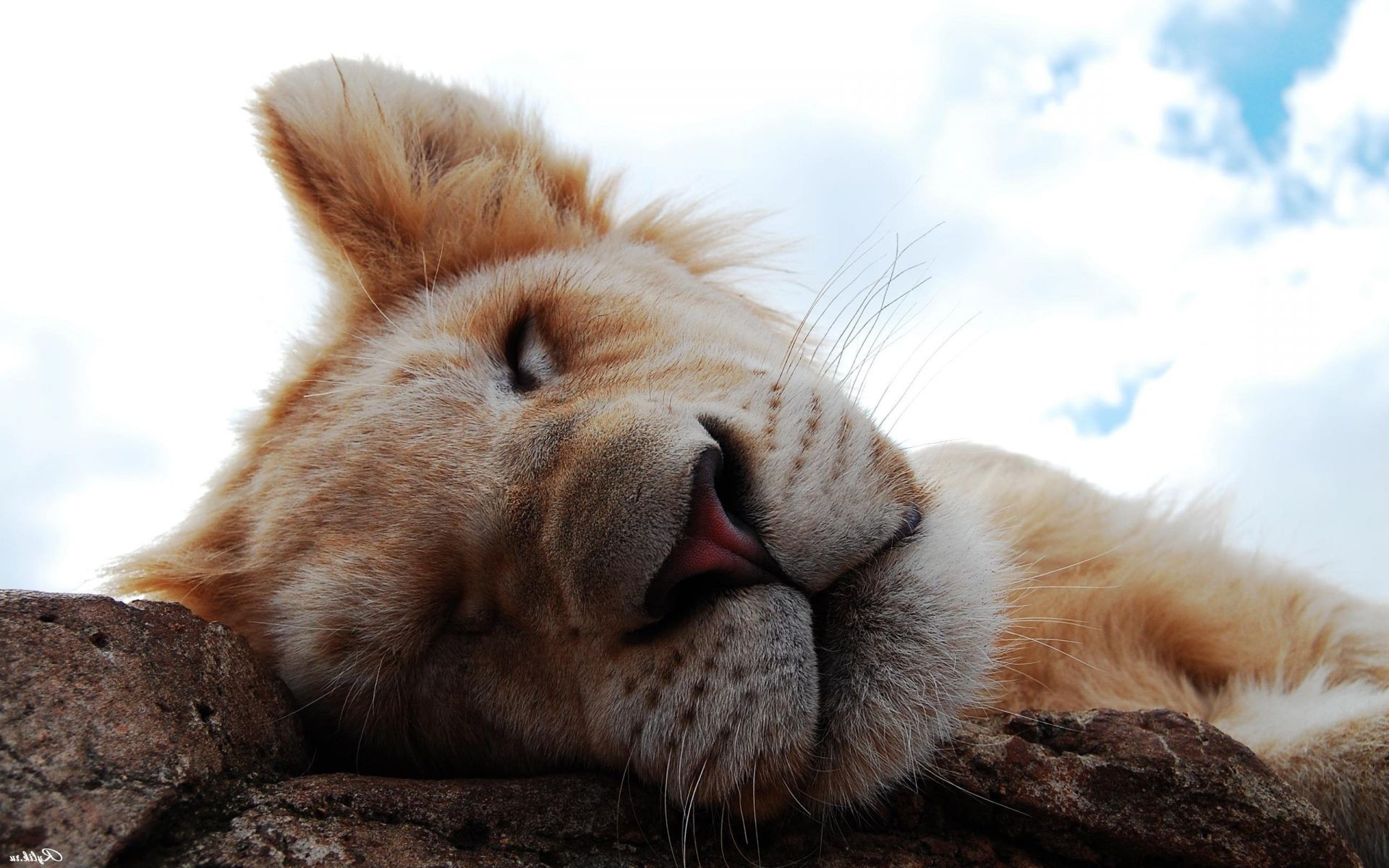 leones piel animal gato lindo mamífero naturaleza retrato ojo perro