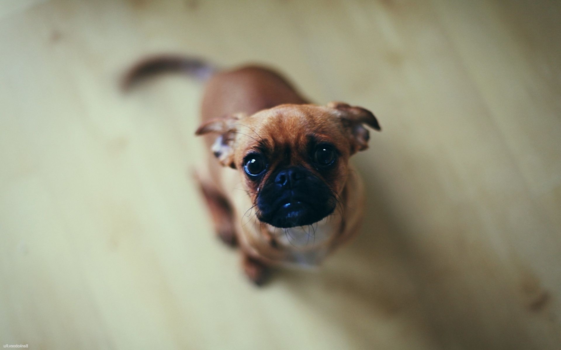 hund hund porträt säugetier niedlich haustier hundespezialist welpe lustig tier wenig ein blick auge