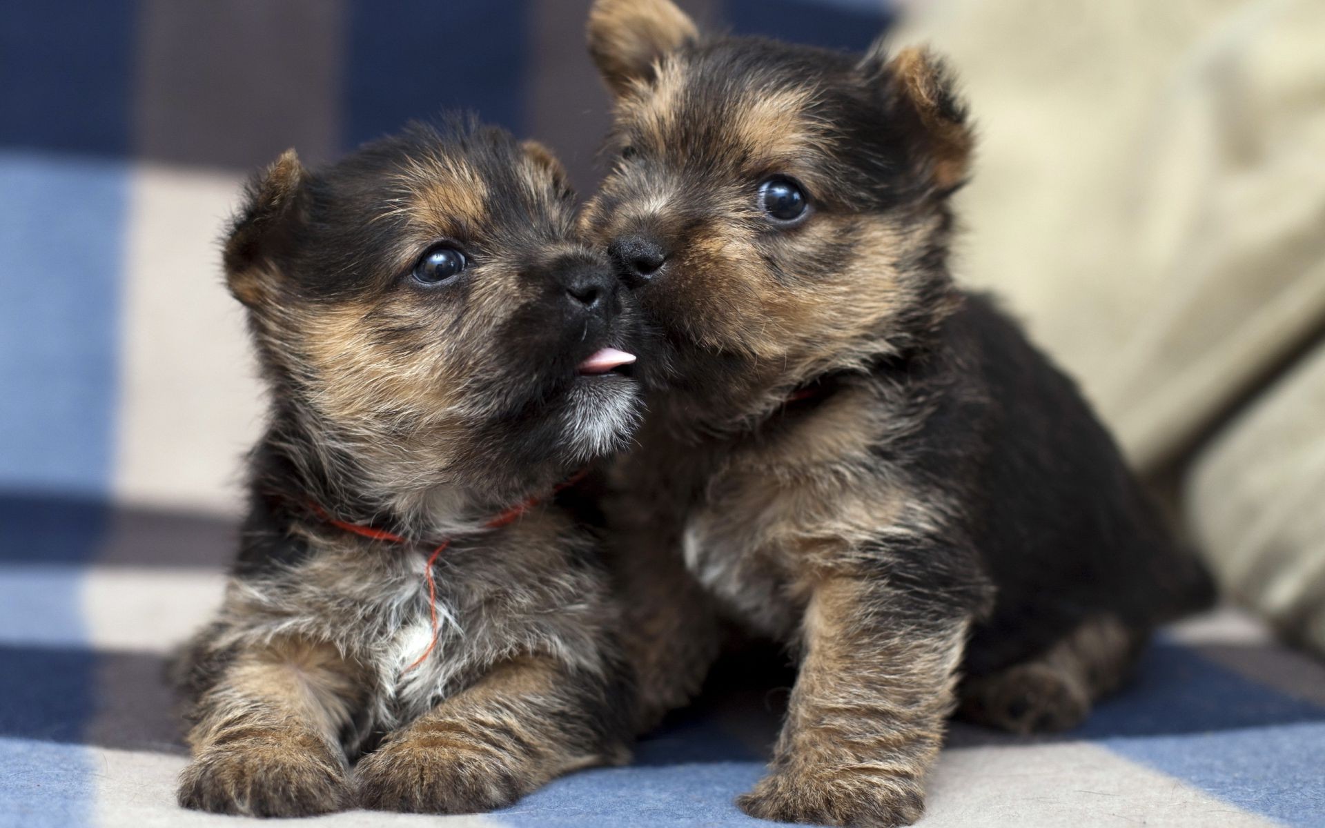 cani cane canino animale domestico cucciolo mammifero carino ritratto animale terrier piccolo purosangue pelliccia domestico razza pedigree sedersi adorabile vista