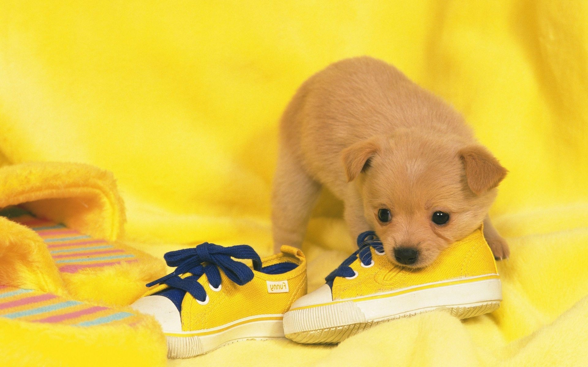 perros pequeño lindo interior juguete bebé solo perro mascota bebé doméstico