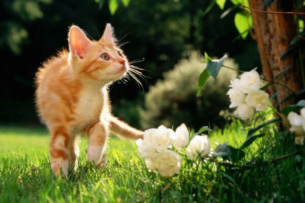 Red cute kitten on the grass looking at flowers