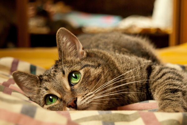 Eine grünäugige Katze, die nachdenklich auf einer Decke liegt