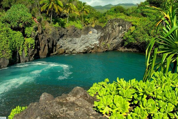 Oásis tropical no verão quente