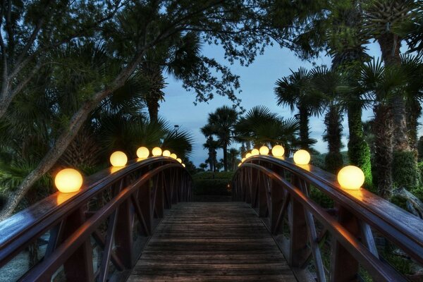 Hermoso puente de madera. Árboles exóticos