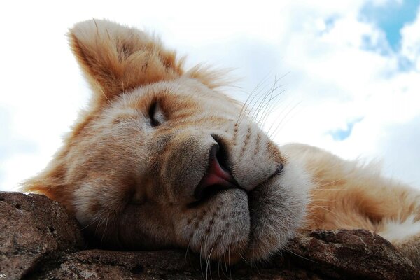 Cute beautiful little lion cub