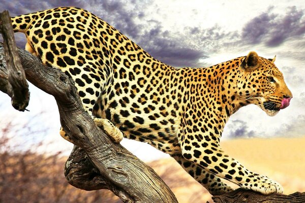 The leopard saw the prey and jumped off the branch