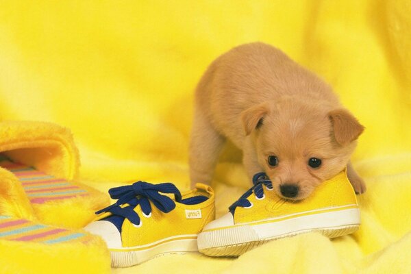 Filhote de cachorro engraçado bonito tênis amarelo