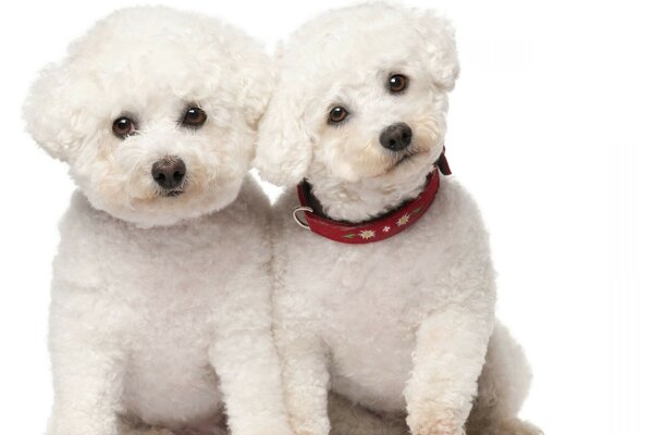 Shaggy perros blancos con ojos de perlas