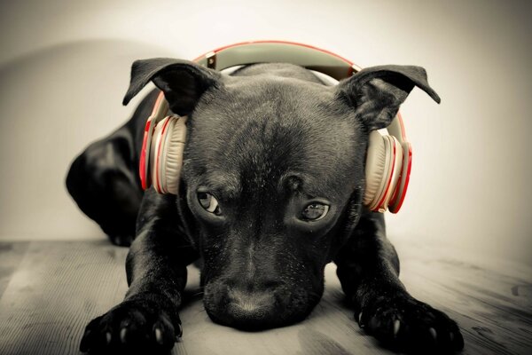 Retrato de un perro negro amante de la música con una mirada triste