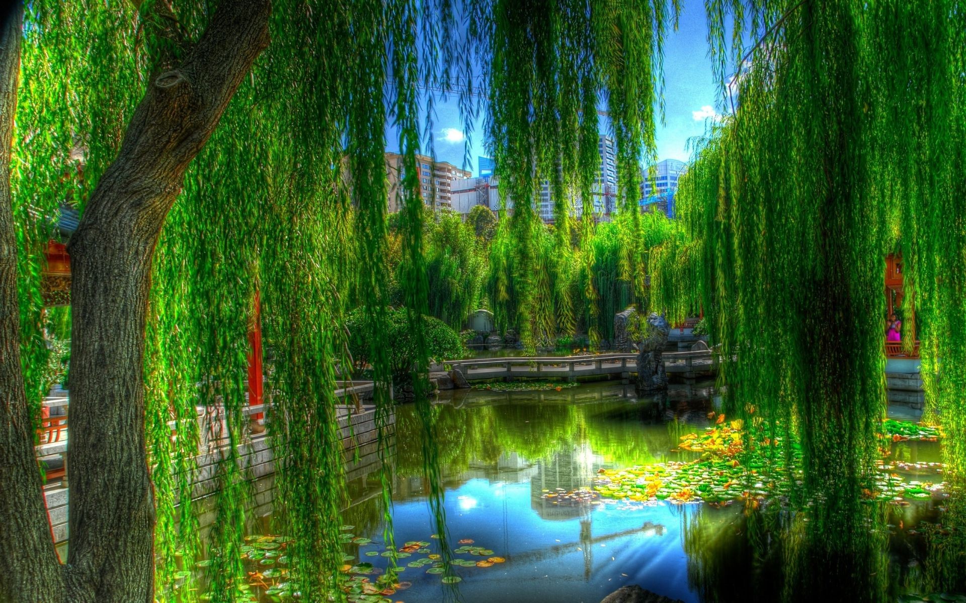 rivers ponds and streams reflection light nature park tree scene