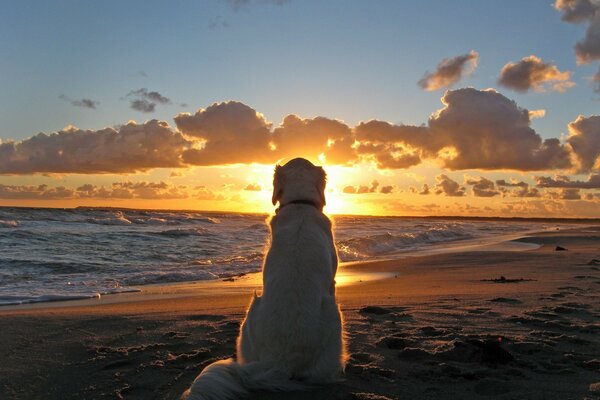 Chien romantique à la recherche d un beau coucher de soleil