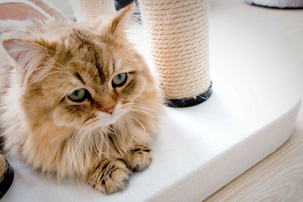 Cute cat resting on the floor