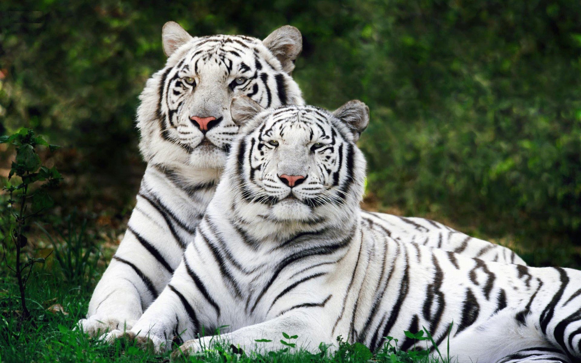 tigres tigre vida selvagem gato animal mamífero jardim zoológico tira comedor de carne predador selvagem grande selva perigo siberiano pele safari caçador cabeça retrato olhando