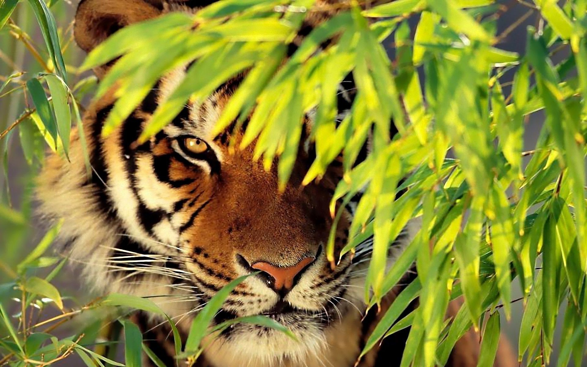 tigres naturaleza vida silvestre gato salvaje selva animal hierba