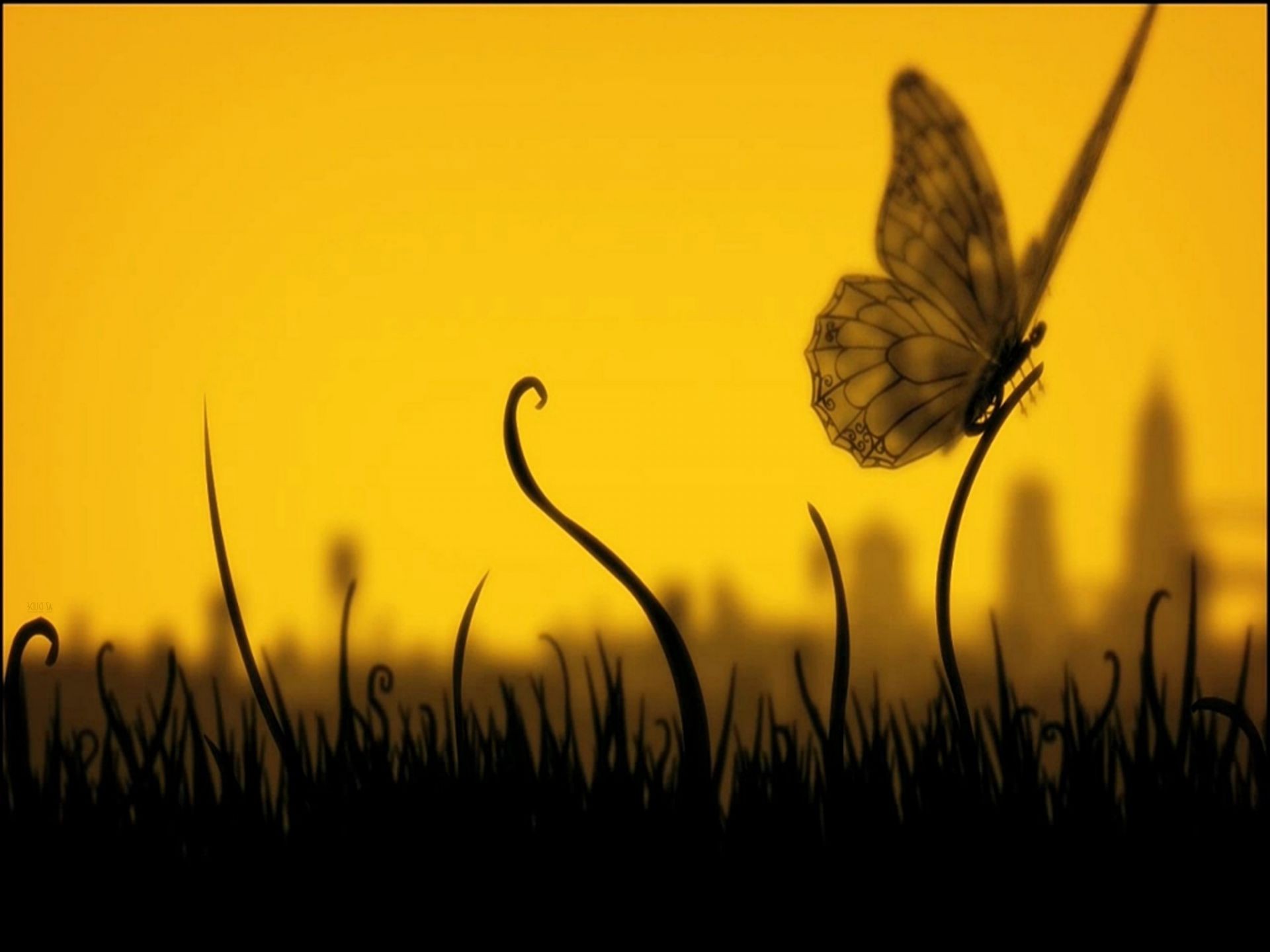 animaux papillon insecte nature mouche silhouette soleil aile herbe été champ animal coucher de soleil fleur lumière jardin flore couleur bureau faune foin