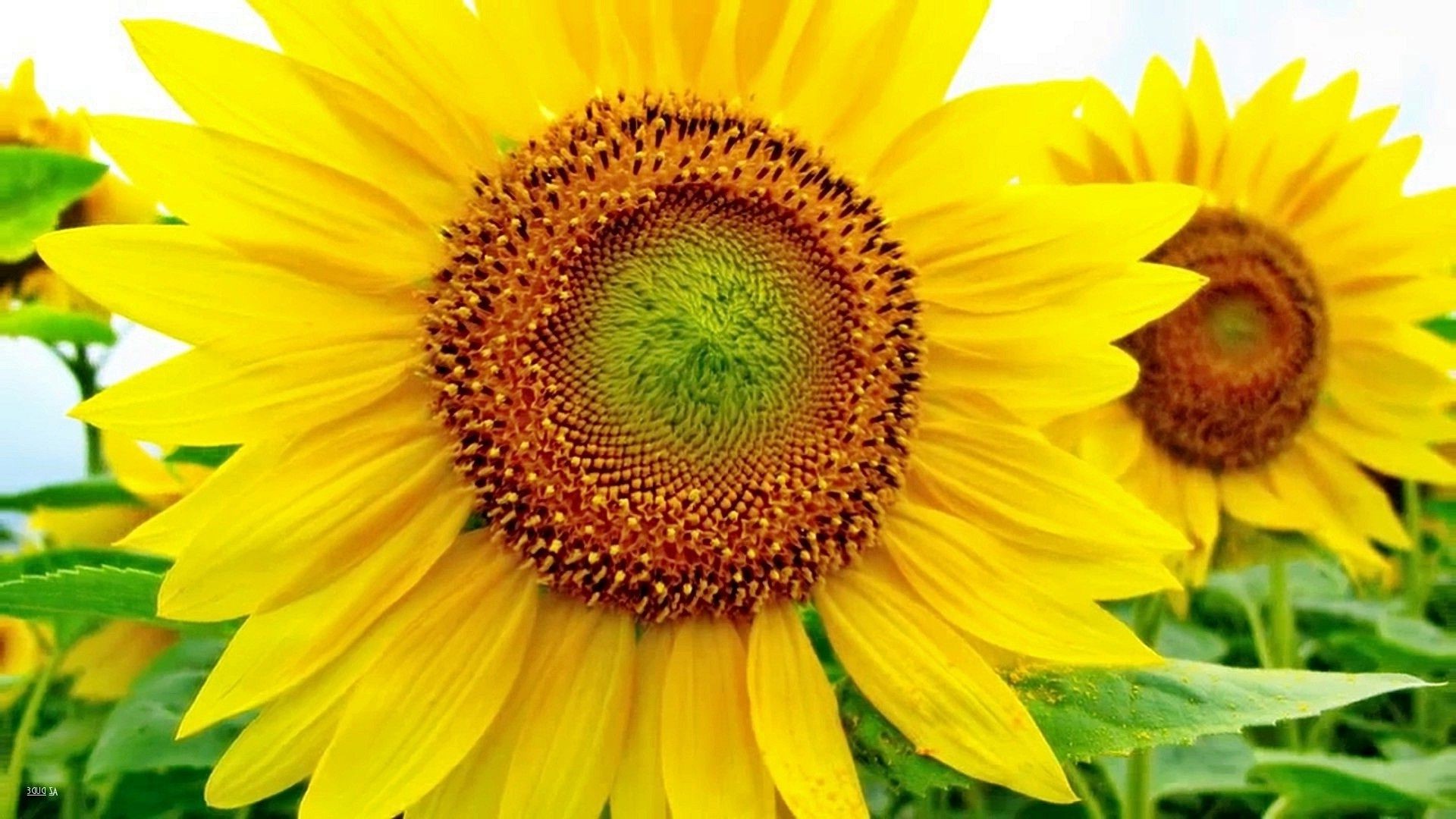 sonnenblumen natur flora blume sommer sonnenblume hell blatt blütenblatt floral garten wachstum schön blühen hell pollen feld jahreszeit farbe gutes wetter