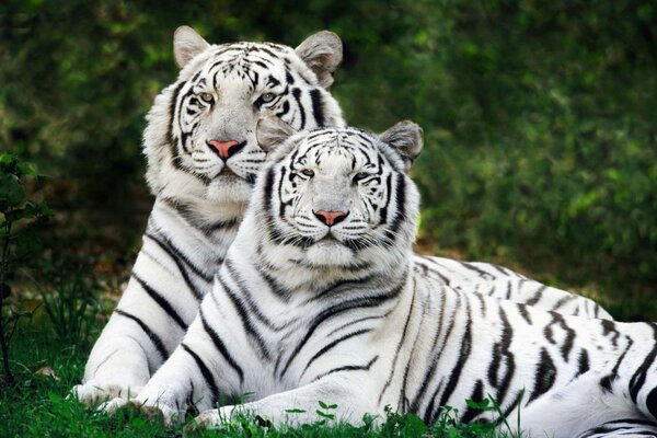 Deux tigres blancs au repos