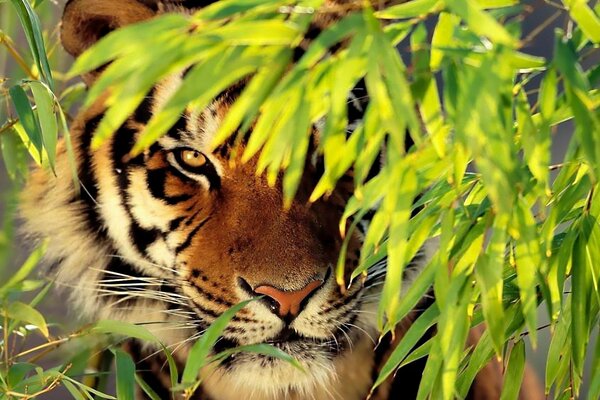 Tiger auf dem Hintergrund der Tierwelt