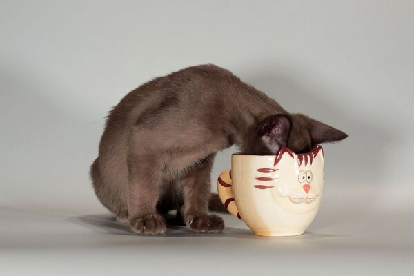 A cat laps milk from its cup