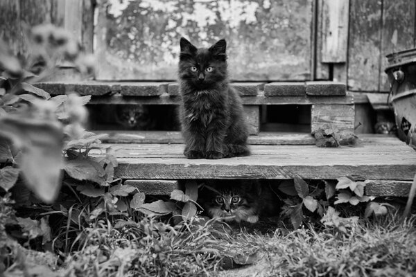 The kitten is sitting on the porch And waiting for its owner