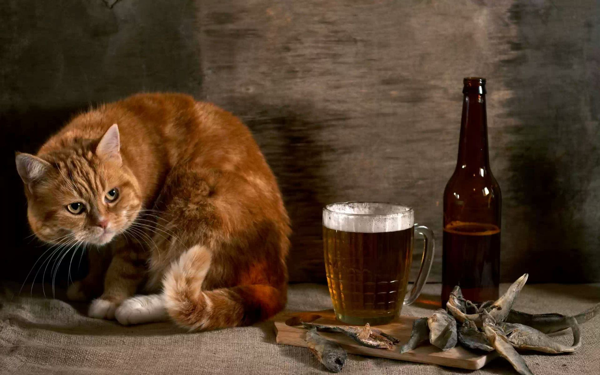 tiere bier katze säugetier single haustier trinken porträt