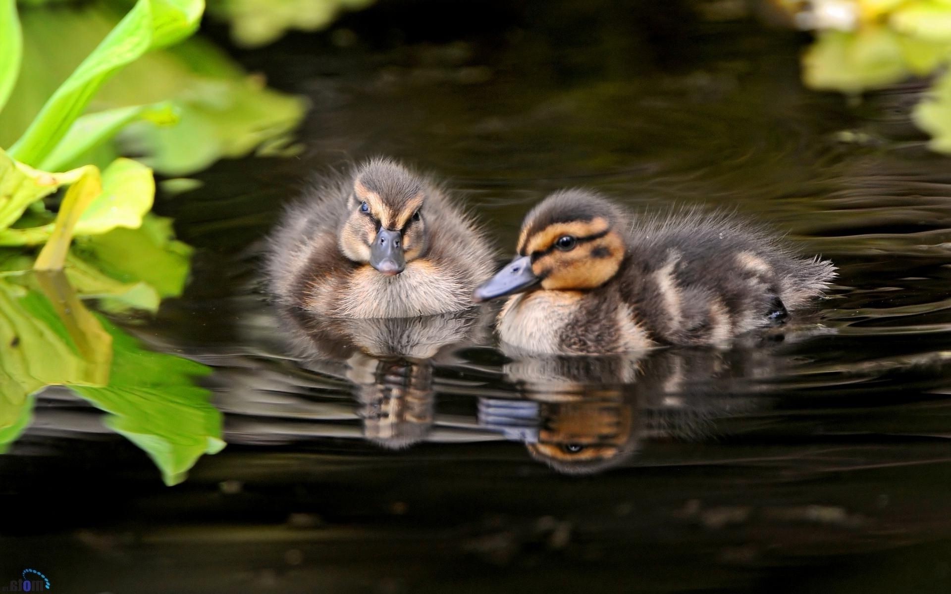 animais pássaro pato vida selvagem animal piscina aves natureza pena patinho água lago senhoras água pato rio bico ao ar livre selvagem