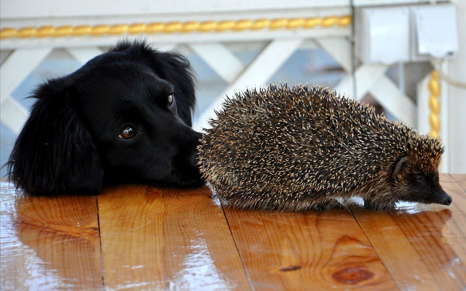 animali cane animale domestico animale mammifero carino cucciolo canino ritratto domestico poco visualizzazione adorabile giovane retriever