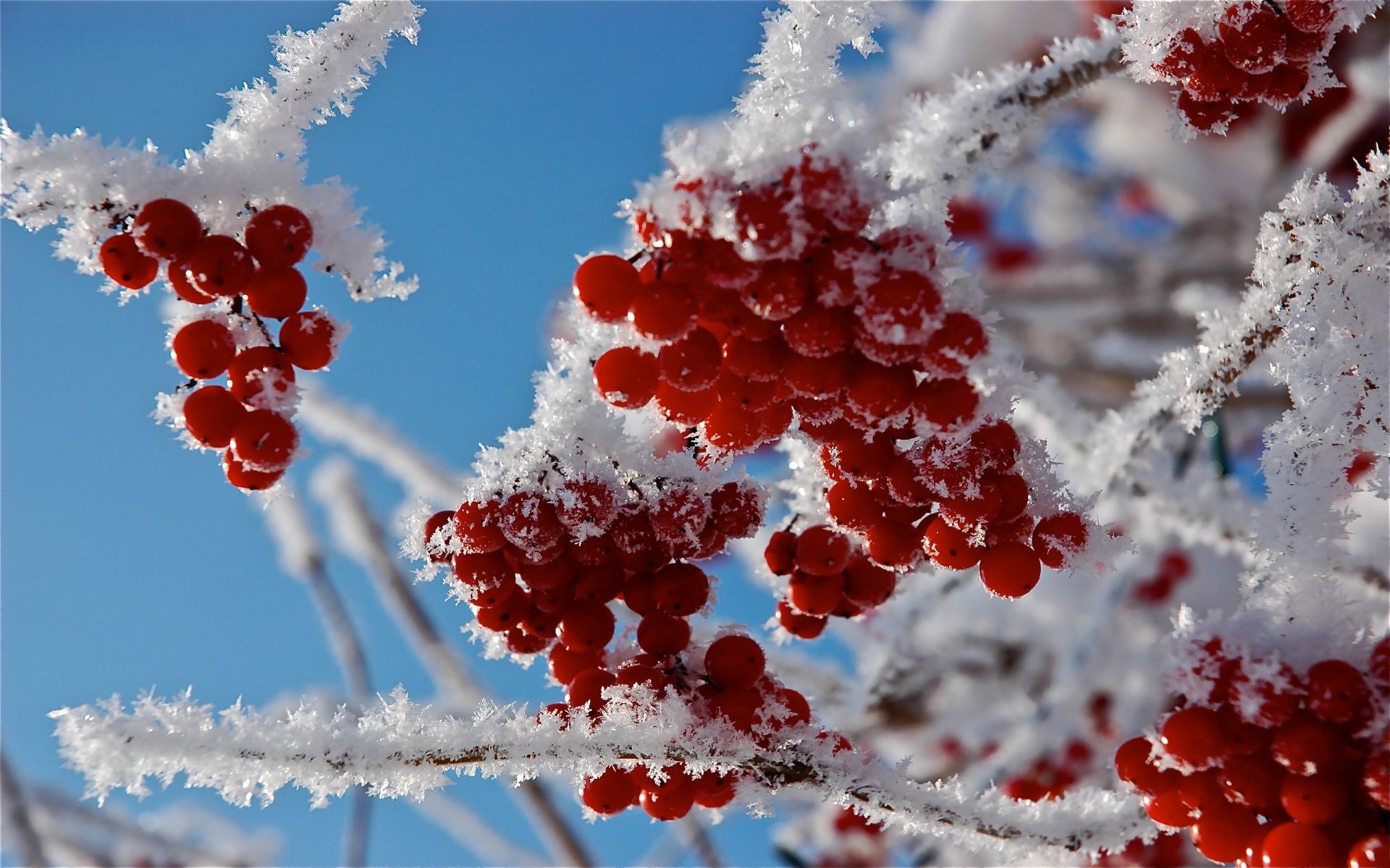 berries winter frost snow nature branch bright season tree berry christmas ice rowanberry outdoors leaf rowan shining frozen color cold