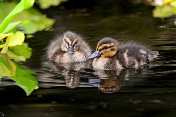 Two ducks swim in the pond