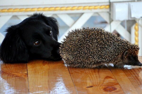 Köpeğin ve kirpinin sevimli fotoğrafı