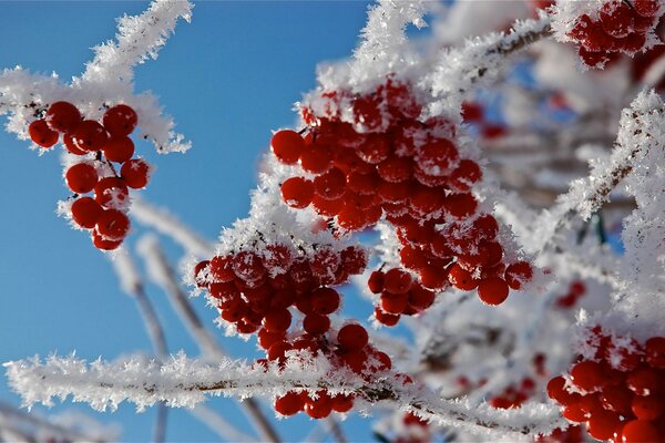 PINK DAY MIMOSA MOUNTAIN ASH