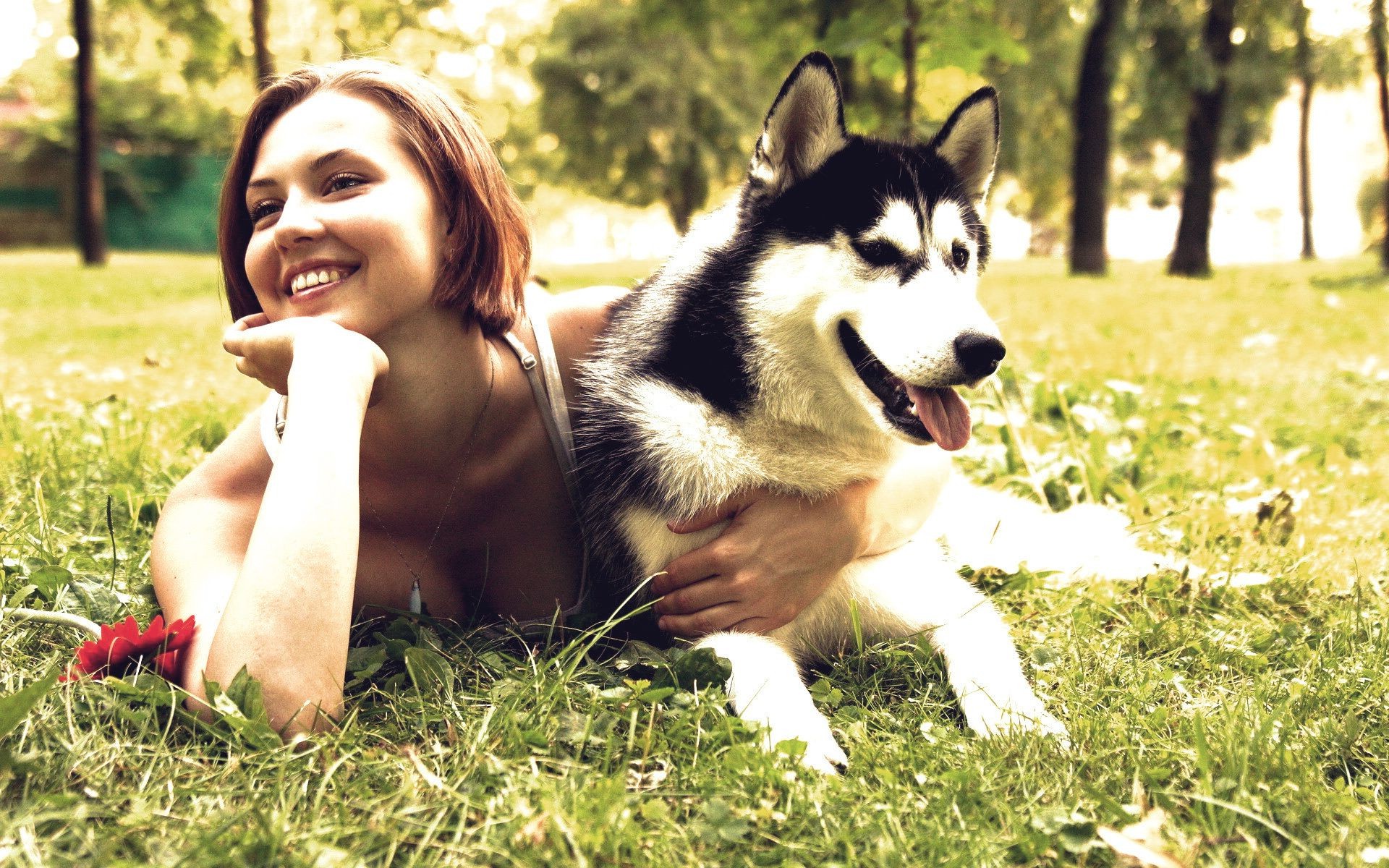 animaux mignon herbe chien portrait unique à l extérieur jeune nature plaisir été cynologue mammifère