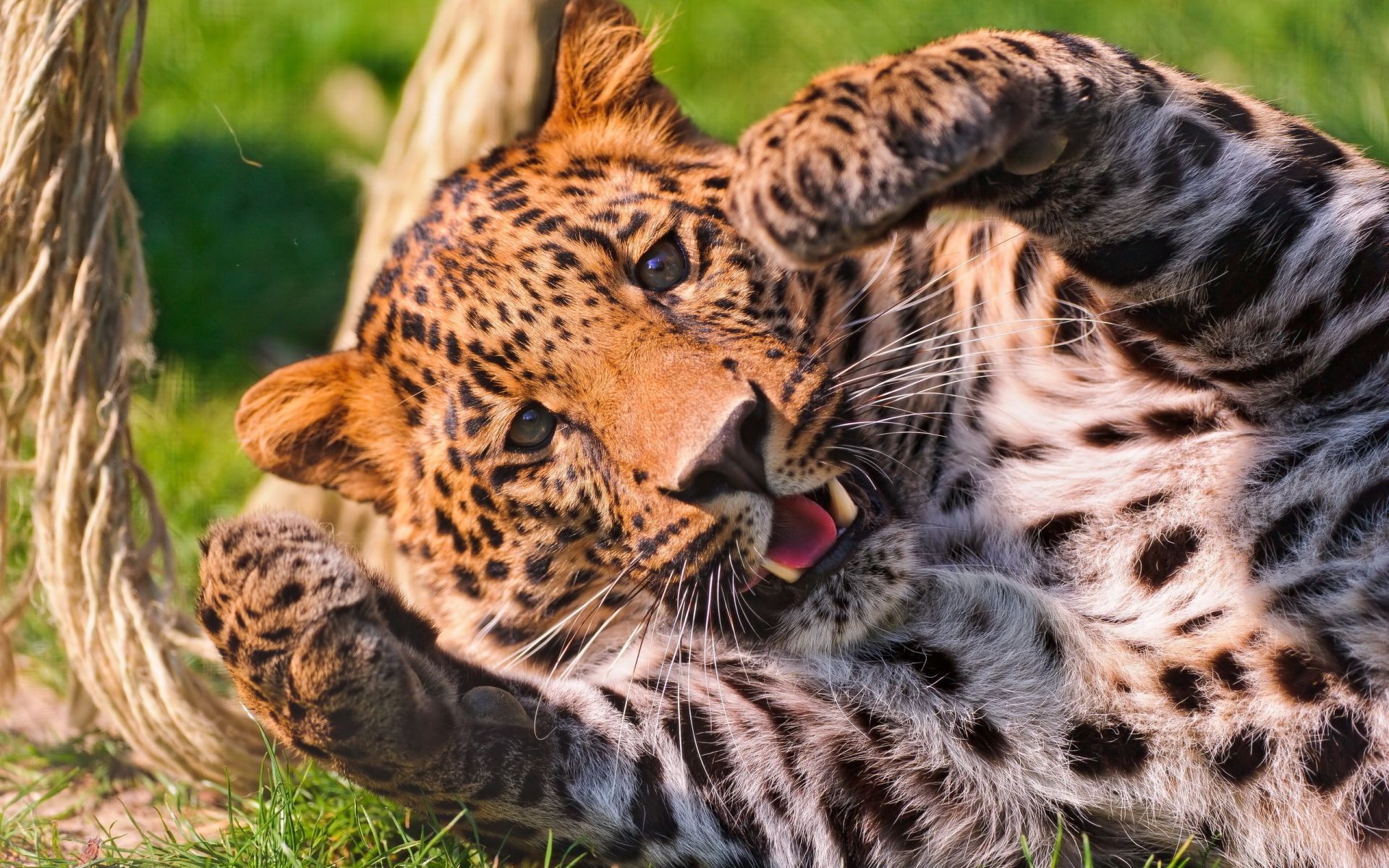 gepardy kot dzika przyroda ssak futro drapieżnik zwierzę safari mięsożerca zoo myśliwy dziki lampart natura tygrys pantera polowanie gepard duży dżungla zagrożony