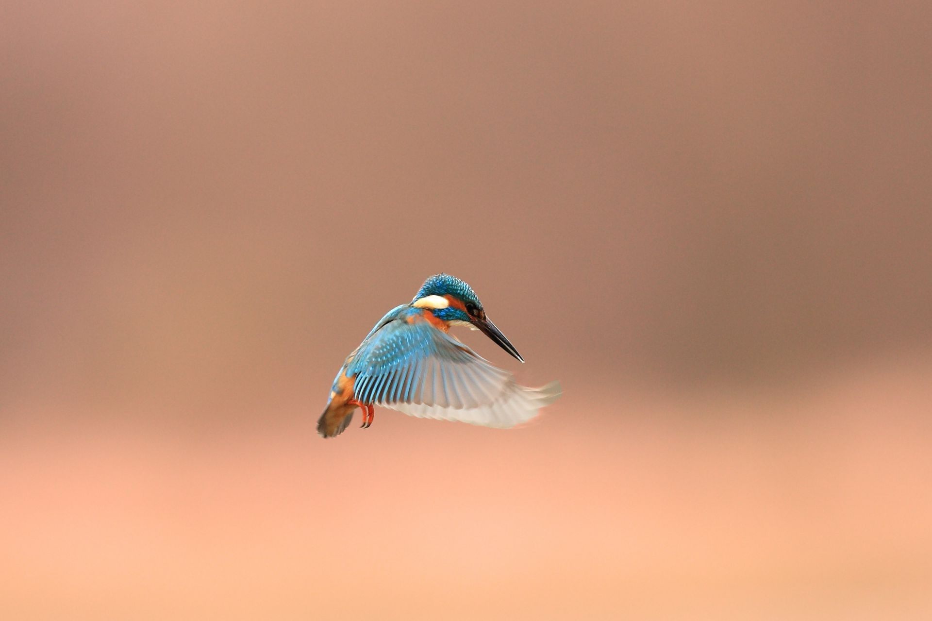 animales aves vida silvestre naturaleza gaviotas