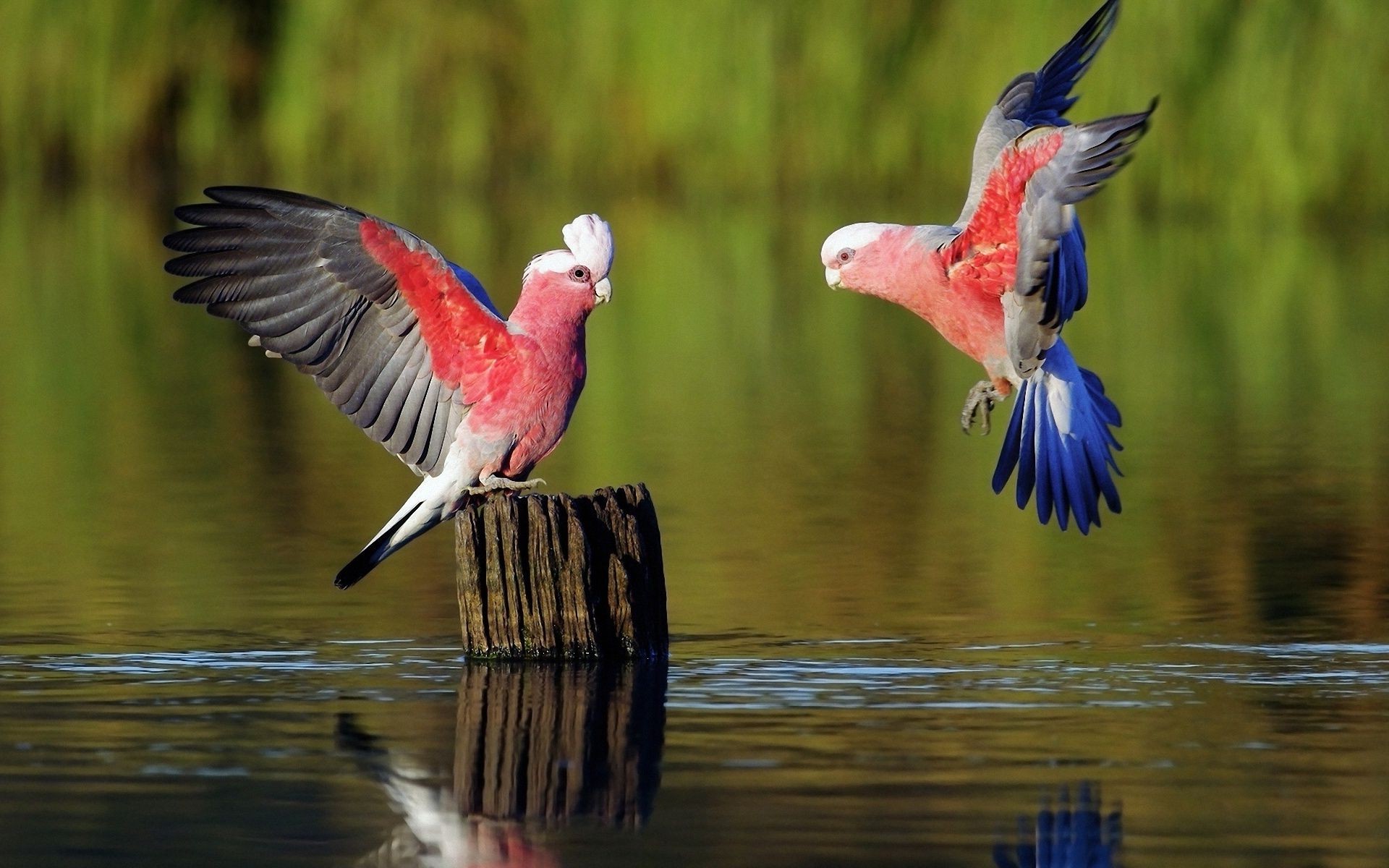 animais pássaro vida selvagem animal bico avian pena asa selvagem