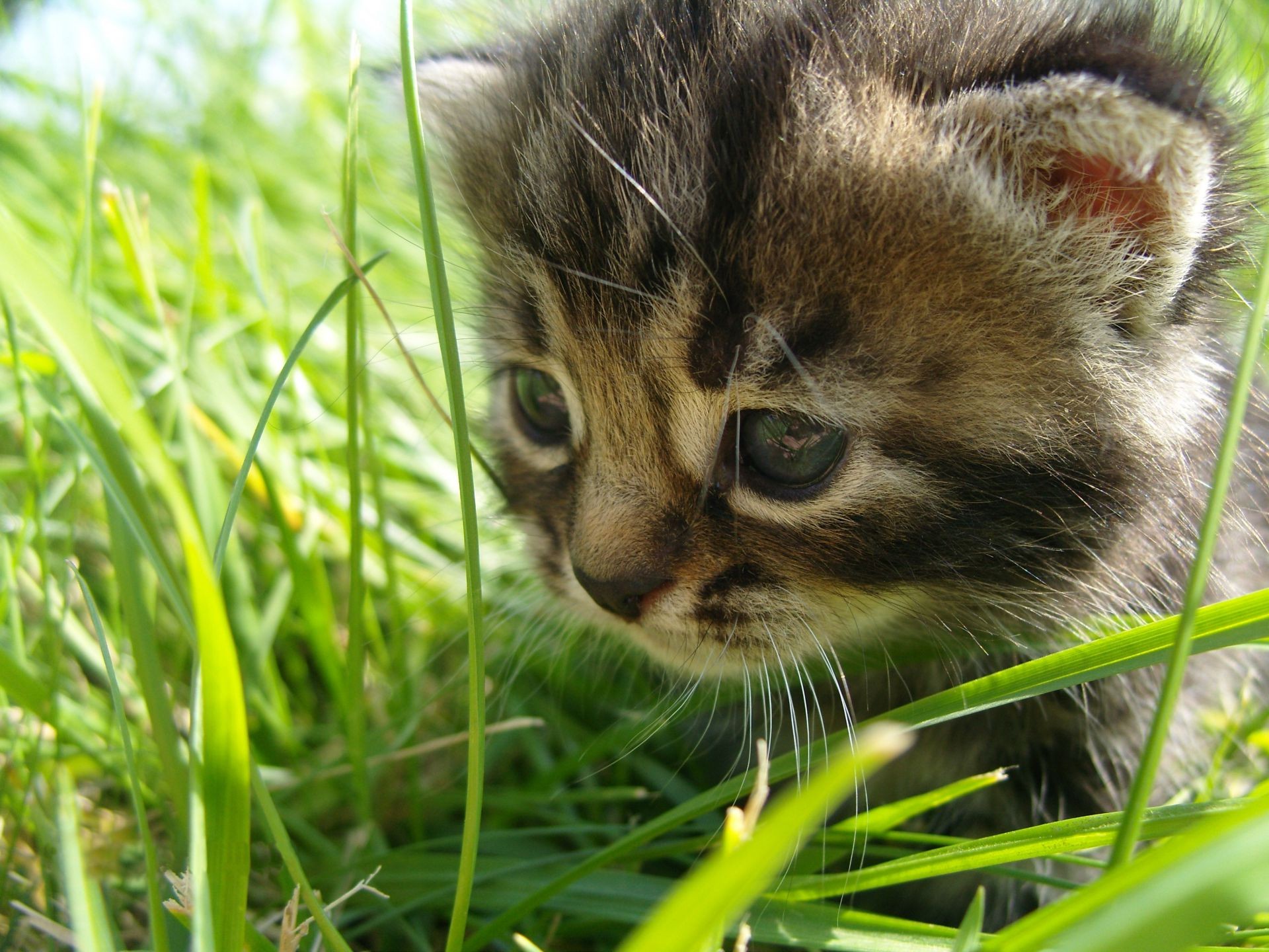 katze katze niedlich tier wenig jung natur haustier fell gras kätzchen säugetier porträt inländische auge liebenswert vorschau kind