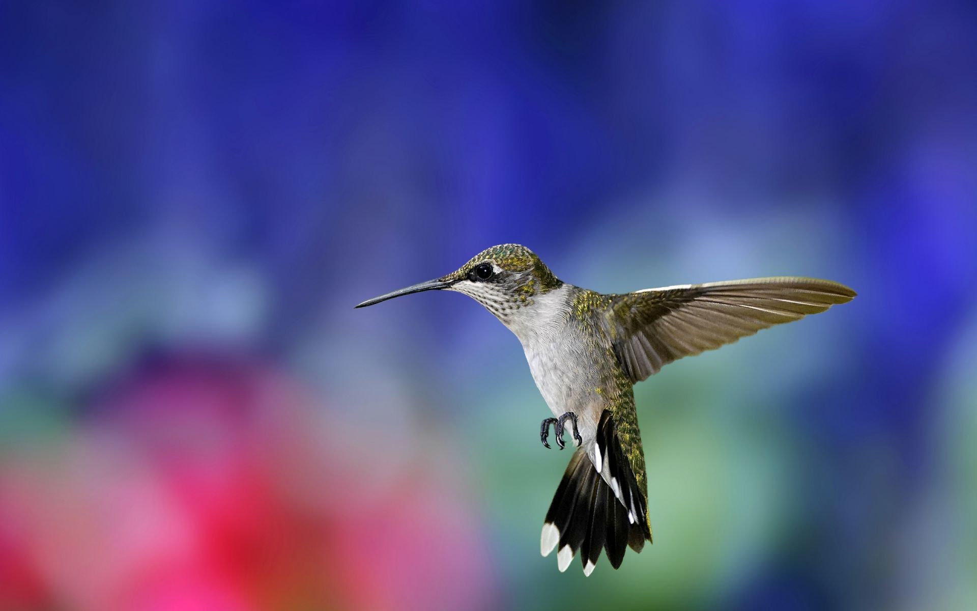 animals nature blur outdoors bird flower wildlife little