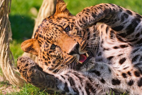 Leopardo manchado brinca na natureza