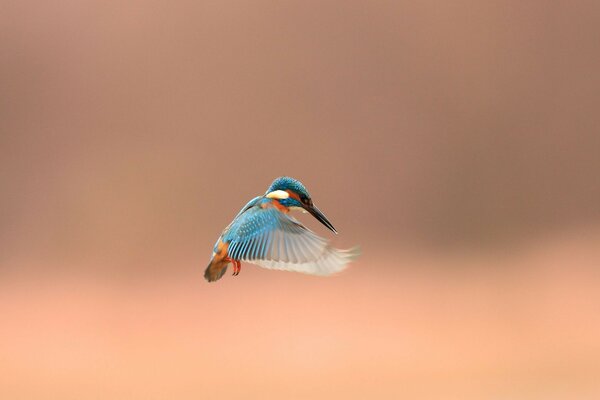 Schöner blauer Vogel