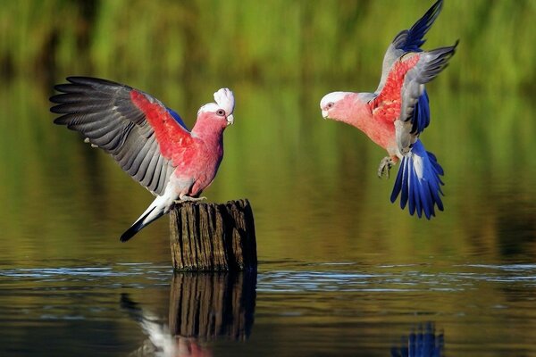 Birds living in a warm climate