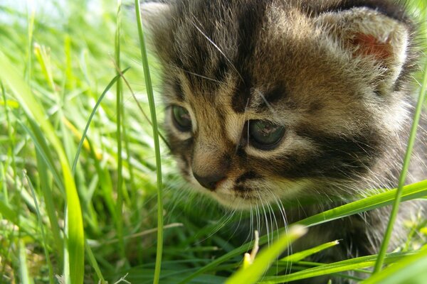 لطيف كيتي بين العشب الأخضر