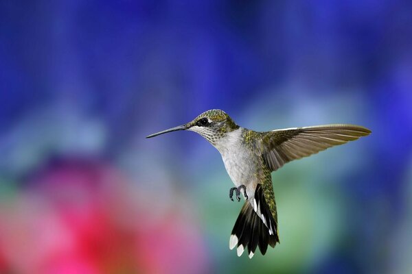 A beautiful bird flying in the sky