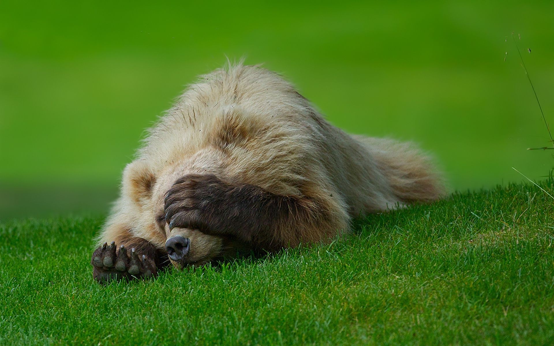 osos hierba lindo animal mamífero perro piel naturaleza pequeño divertido mascota cachorro joven perro ojo bebé abajo