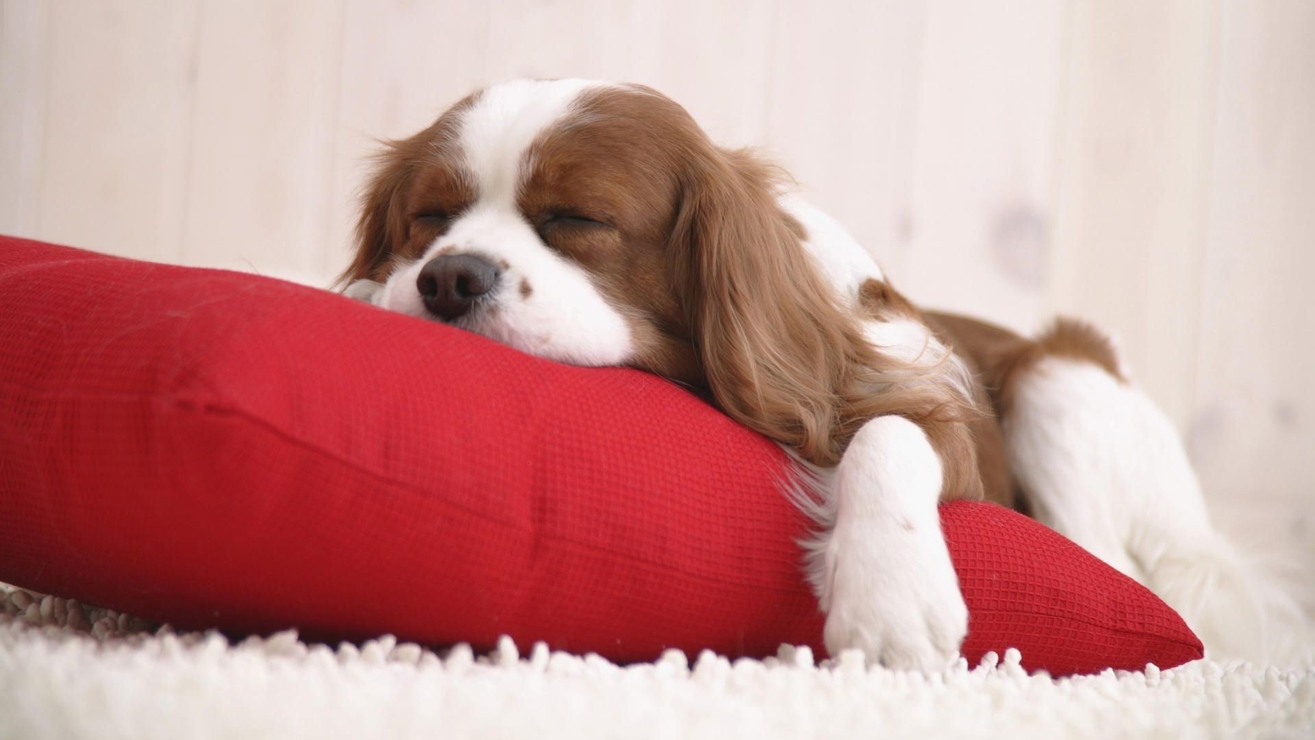 perros perro mascota mamífero cachorro perro lindo piel doméstico pequeño retrato animal sentarse adorable invierno raza navidad spaniel