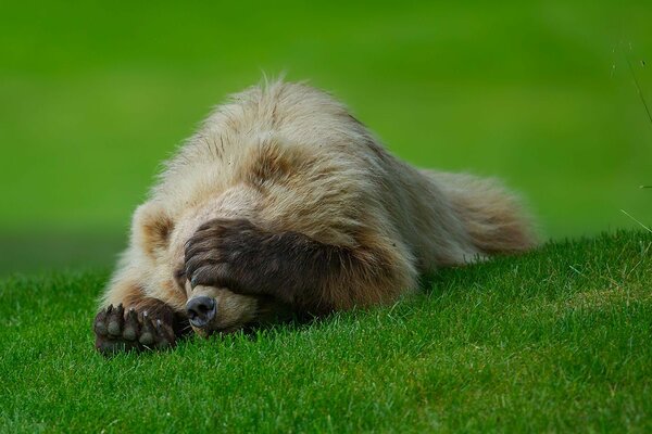 Orso sveglio che riposa sull erba