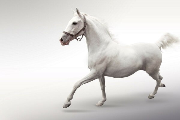 A galloping white horse on a white background