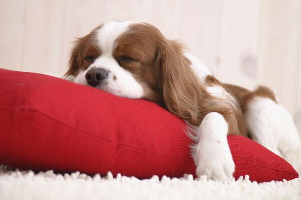 Mignon chien endormi sur un oreiller rouge